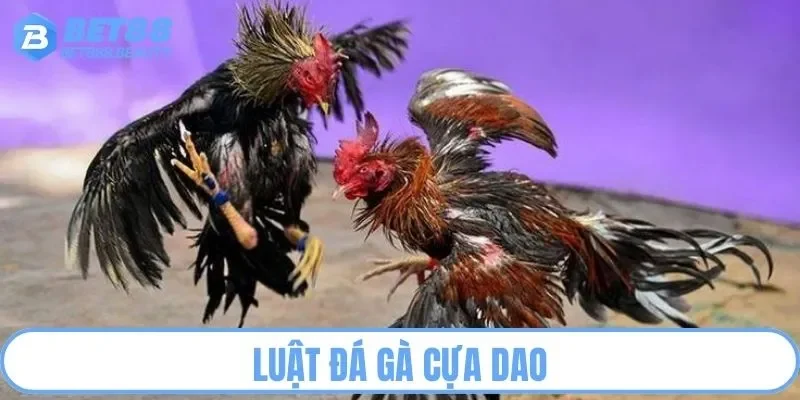 Quy tắc chung trong đá gà cựa dao