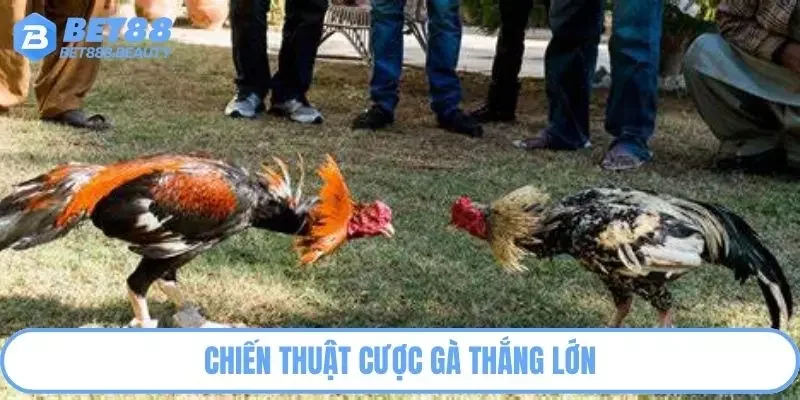 Chiến thuật cược gà thắng lớn
