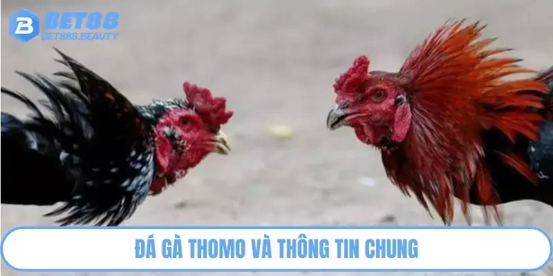 Đá gà Thomo và thông tin chung
