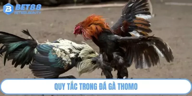 Quy tắc trong đá gà Thomo