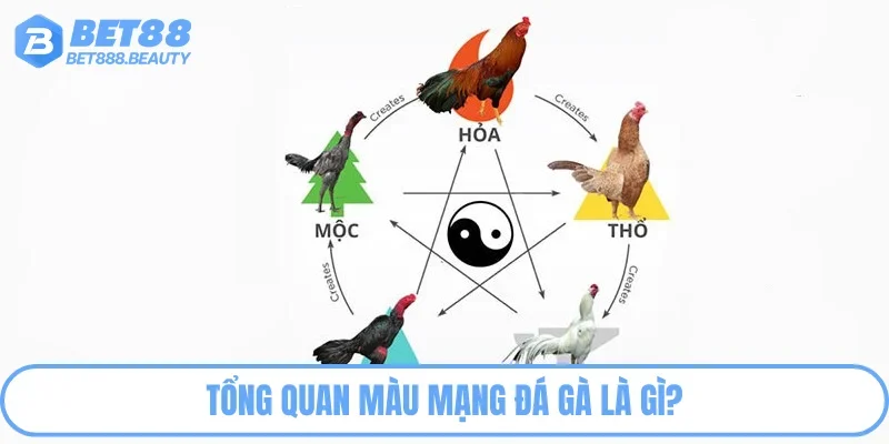 Tổng quan thông tin chi tiết về mạng gà chọi