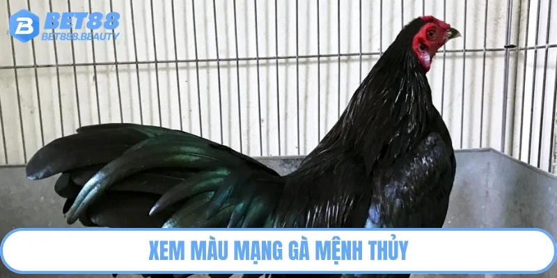 Những chiến kê mệnh thủy có bộ lông đen